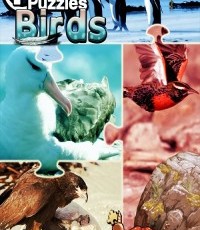 像素拼图2：鸟儿